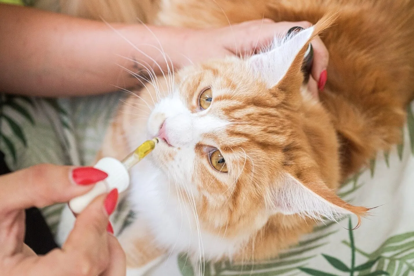 A cat that may benefit from CBD oil